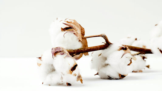 Immagine di cotone naturale