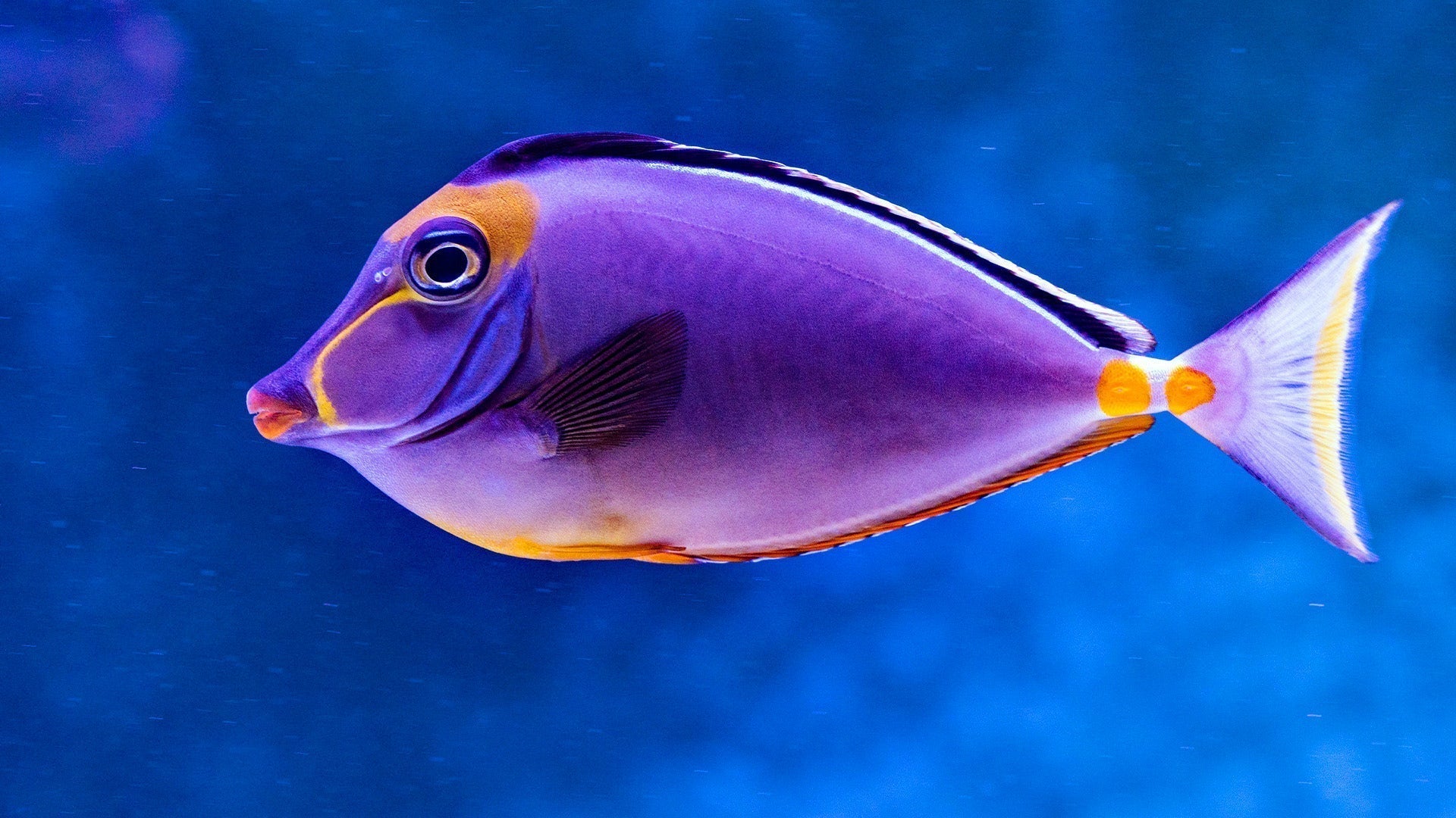 Pesce viola nell'acqua